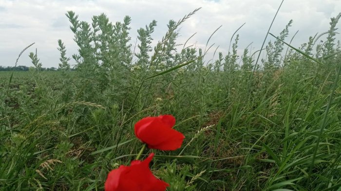 Історія Червоної Забори, якої більше нема у зведеннях про обстріли Історія Червоної Забори, якої більше нема у зведеннях про обстріли