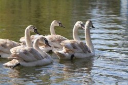 � ���������� ���������� �������� ������ � ������