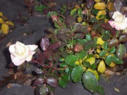 � ���������� � ������� ������ ����