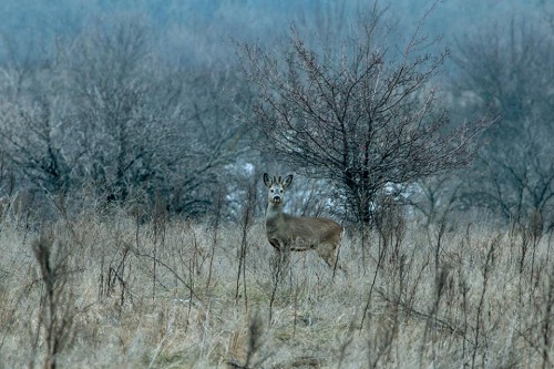 “    ”:       ()