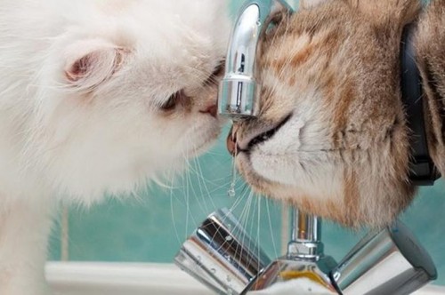 ��� � ��������� ��������� �� ����� ���� ��� �������� ���� (������)