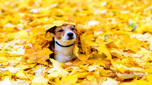 ���������� ������� �������������� �������� � �������