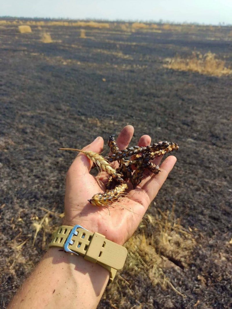 Через обстріли загарбників палало поле з пшеницею на Запоріжжі: наслідки…