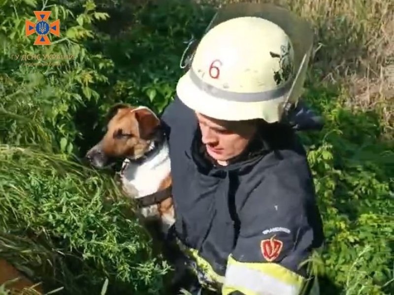 У Запоріжжі рятувальники врятували домашню собаку