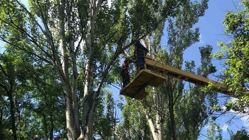 У Хортицькому районі триває ліквідація аварійних дерев