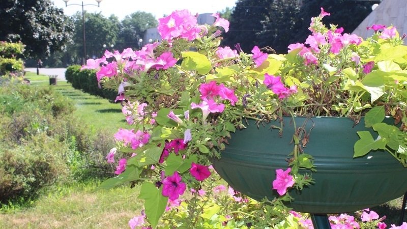 ��������  ������������ ����������� ��������� �� ���������� ����� � ������