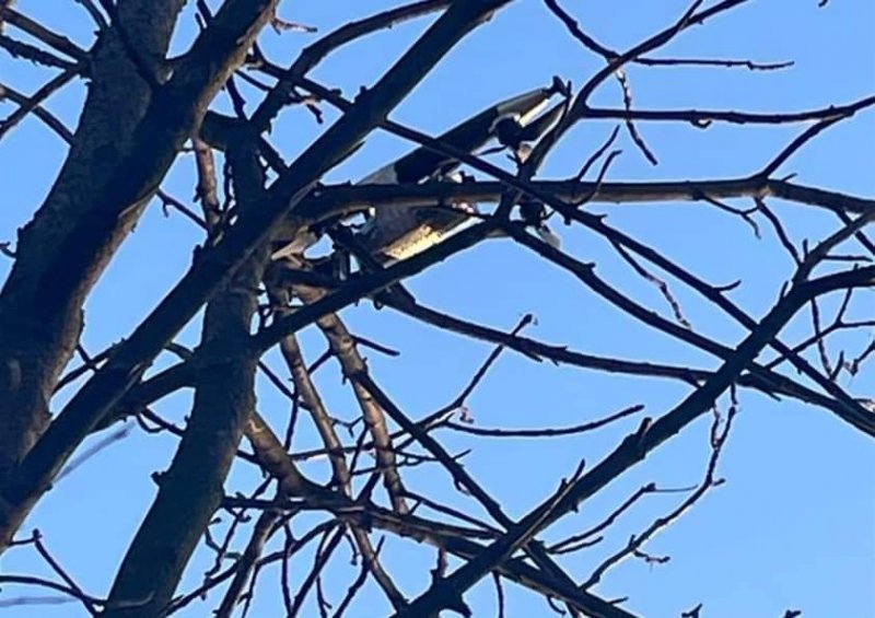 �� ����������� �������� ������������� ������ ����� ������� ������ (����)