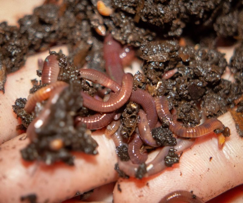 ��������� ����� ��������������������� �������: ������������