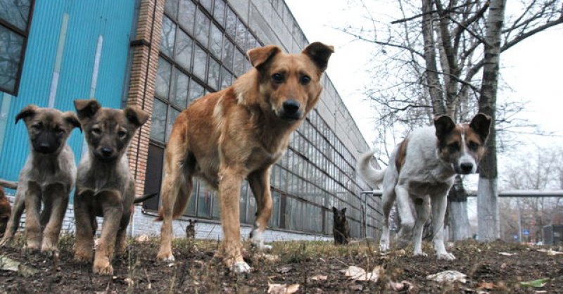 � ������� ������� ������� ������������ �� ������������� ������