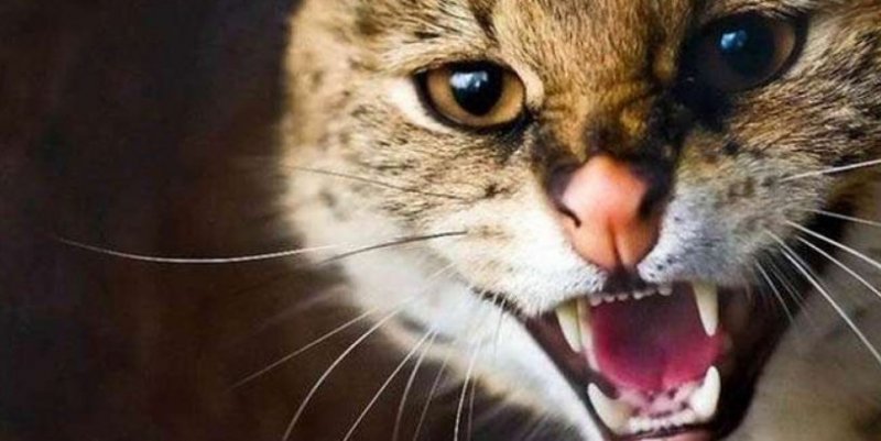 �� ������� ��������� ����� ��������� ������������ �� ����