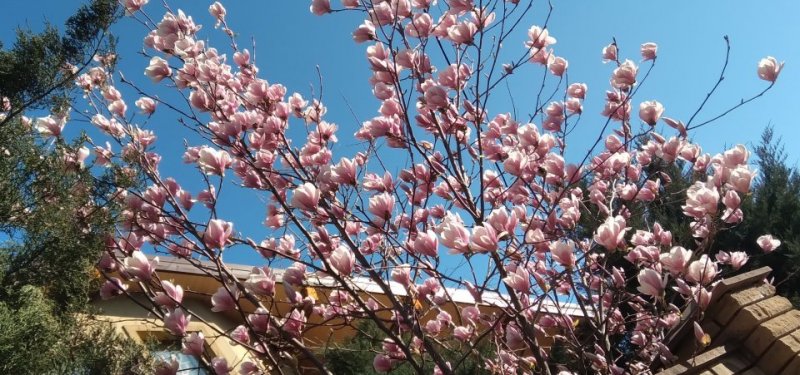 � ������� �������� �����볿, ������, �������� (����)