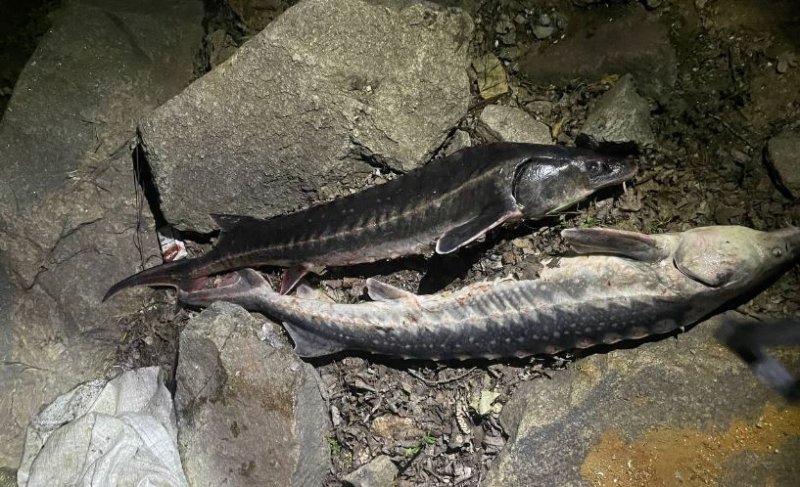 � ������� ��������� «��������» �� �������������� �����. ³���