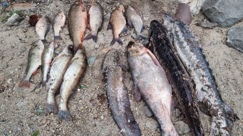 У Запоріжжі затримали людину під час вилову осетрової риби