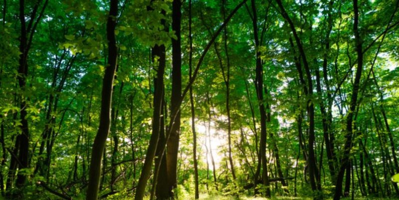 � ������� ����������� ������� ����� ���������� ��������� �������