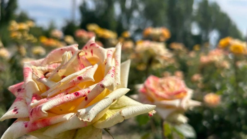 ������������� ������ � �����������