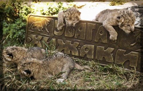 В Запорожском зоопарке можно подержать на руках львенка