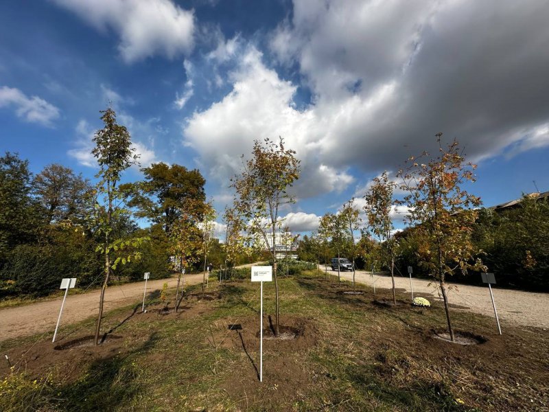 � ������� �������� ���� �������, ���������� �������� �����. ����