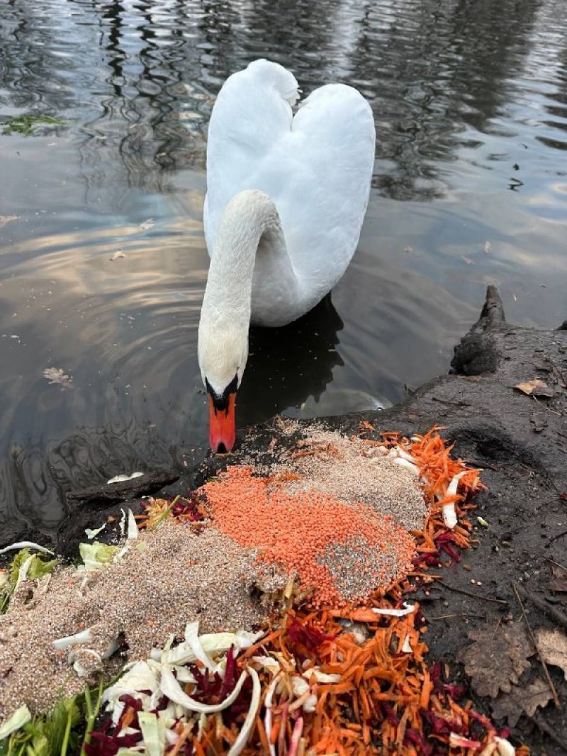 ��������� ���������� ��������� ������ �� ������: �� ����������. ²���