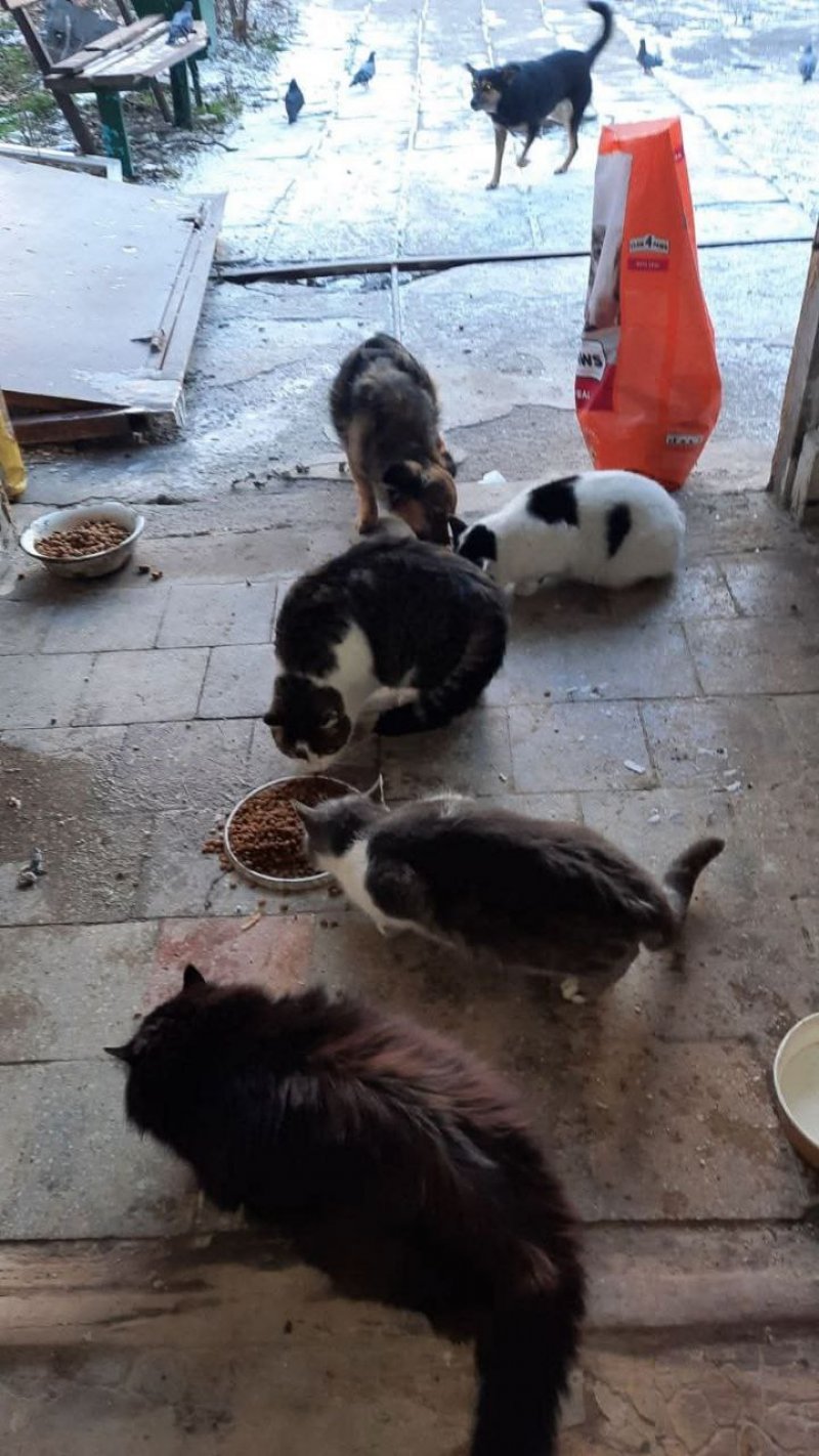 �������� ��������� ���������� ���� � ������������ ������������ �� �������. ����