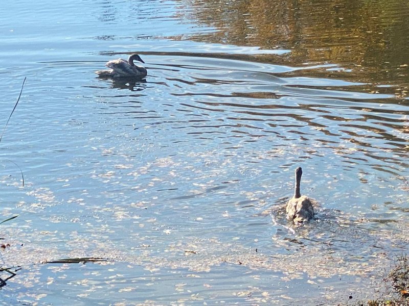 У Дубовці випустили лебедів: запоріжцям пропонують придумати імена для птахів. ФОТО. ВІДЕО