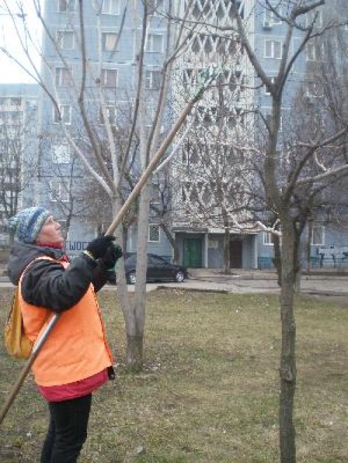 Коммунальщики выполняют обрезку деревьев и кустарников