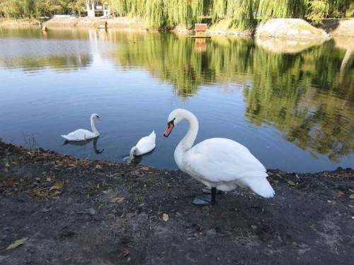 � ����������� «�������» ��������� ������� (�����)