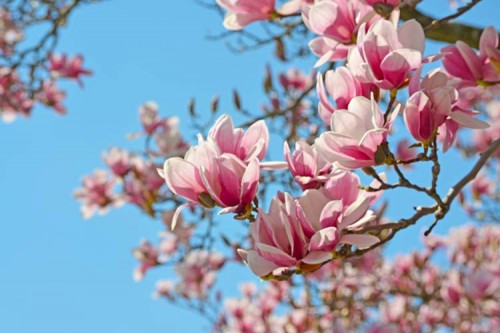 �������� ������� ������: ����������� ������������ ��� ������ ��������� (����)