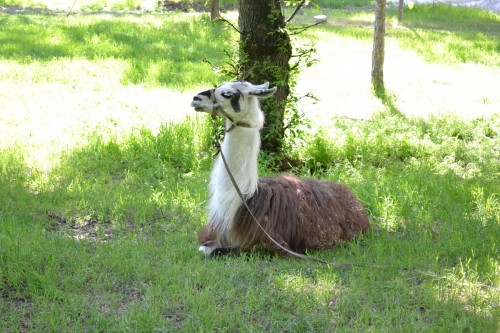 ,     «»:        ?