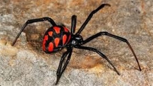 ��� ��������� �� ����� �����: ������ ����������� �������