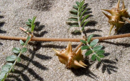 � ����������� ������� �������� �������� �� ��������� ��������-���������