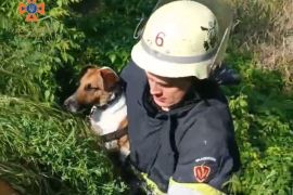 У Запоріжжі рятувальники врятували домашню собаку