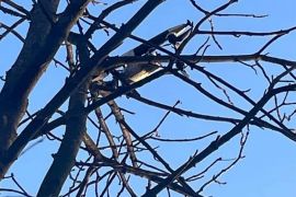 �� ����������� �������� ������������� ������ ����� ������� ������ (����)