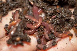 ��������� ����� ��������������������� �������: ������������