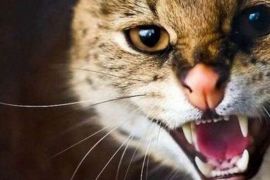 �� ������� ��������� ����� ��������� ������������ �� ����