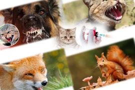 ������������ ����� �������� ������