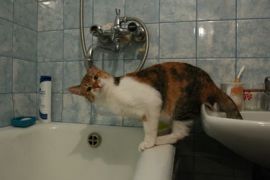 ��������� �������� ���������� ��� ���������� ��������������