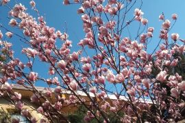 � ������� �������� �����볿, ������, �������� (����)