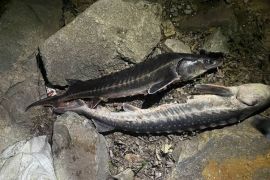 � ������� ��������� «��������» �� �������������� �����. ³���