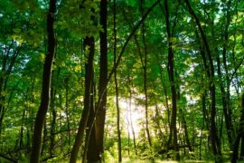 � ������� ����������� ������� ����� ���������� ��������� �������