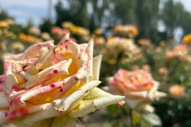 ������������� ������ � �����������