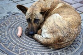 ��������� ���������� �������� ������������� ������: ����� ��������, ���� ����