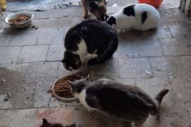 �������� ��������� ���������� ���� � ������������ ������������ �� �������. ����