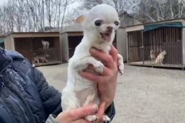 ��������� �� �����: ���������� �������� ���� ������ ������� ��������