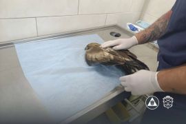 � ������� ��������� �������: ������� ����� ������ � ³�����