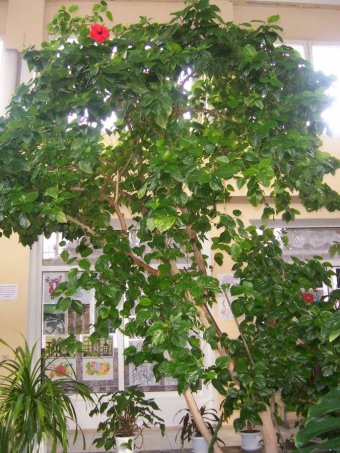 � ������� ���� �������������� ����� ������ ������������ ��������