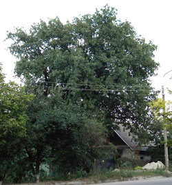 Считается, что дереву на Шушенской уже 350 лет